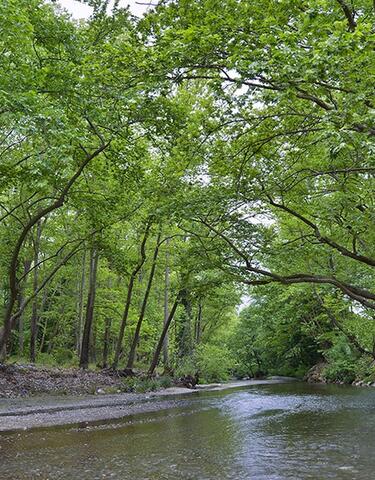 Πεζοπορία στο πλατανόδασος του Κηρέα