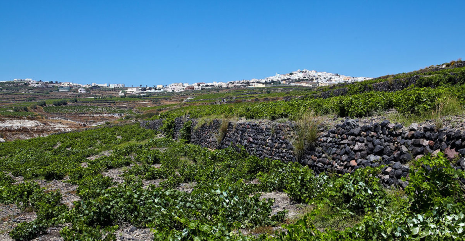 Αμπελώνας της Σαντορίνης