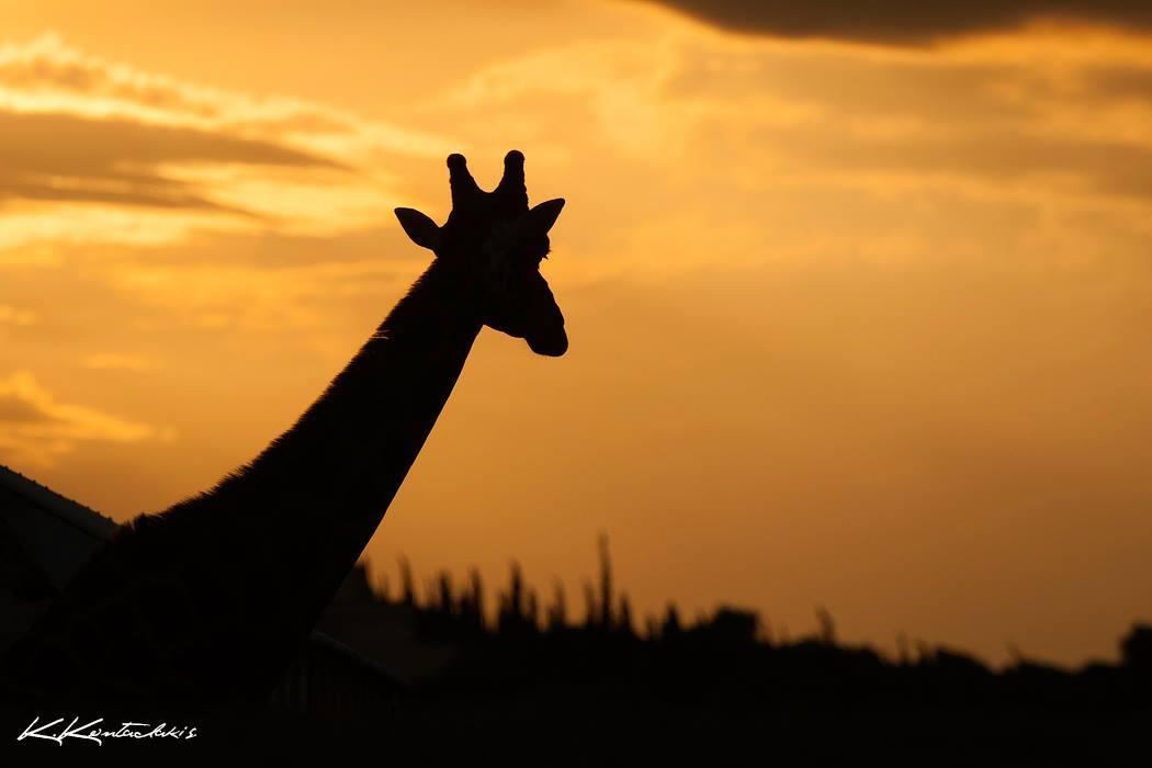 Επίσκεψη στο Αττικό Ζωολογικό Πάρκο