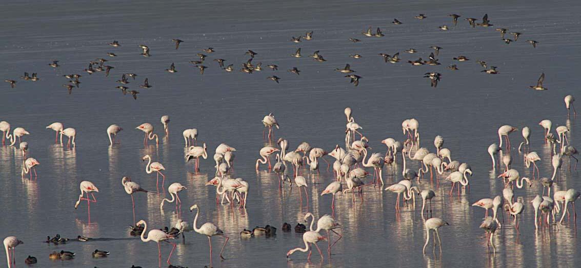 Οδοιπορικό στη Λίμνη Κερκίνη